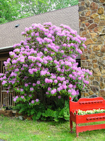 Blooming large Rhododendron