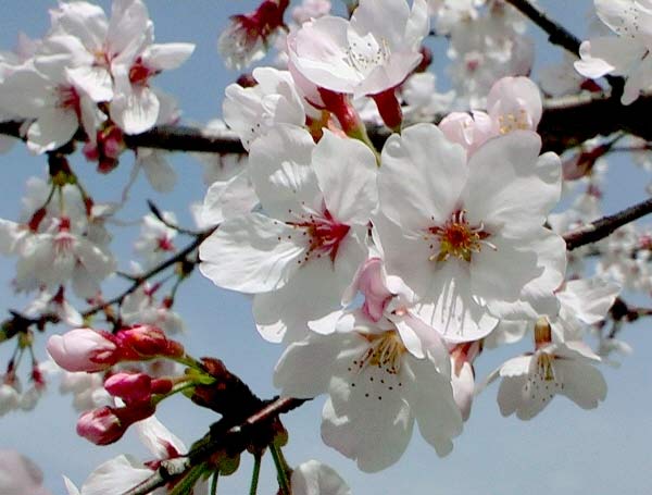 Sakura flower white