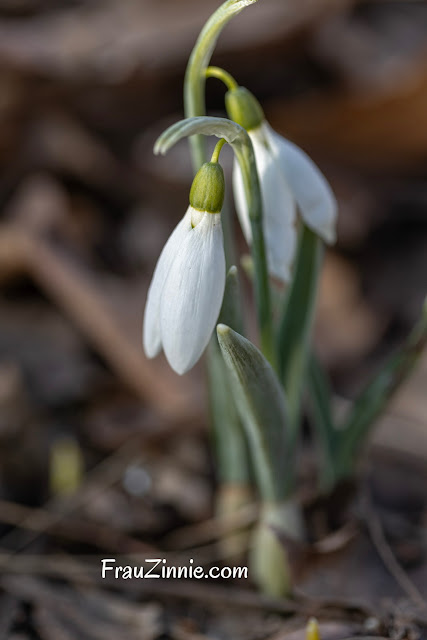 'Kite' Snowdrop in bloom.