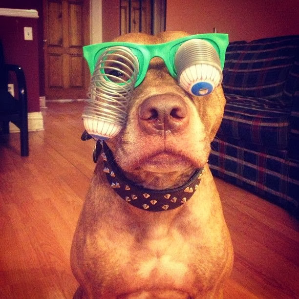 Scout the pit bull balances stuff on his head (30 pics), stuff on Scout's head, scout wear funny glasses