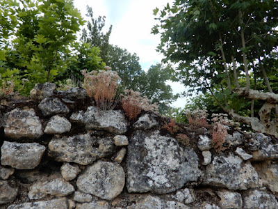 tapia de piedra y árboles y vegetación detrás