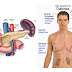 Awal Mula Munculnya Gejala Diabetes Melitus