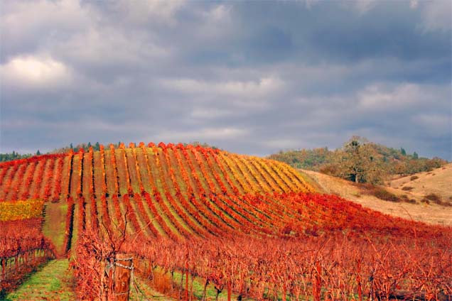 Autumn In The Vineyard6