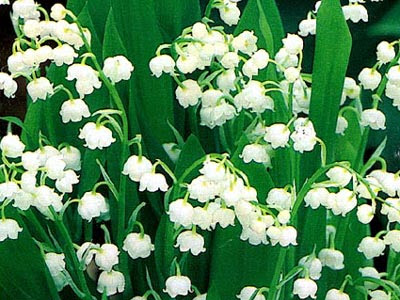 Lily of The Valley, The Anniversary Flower (1)