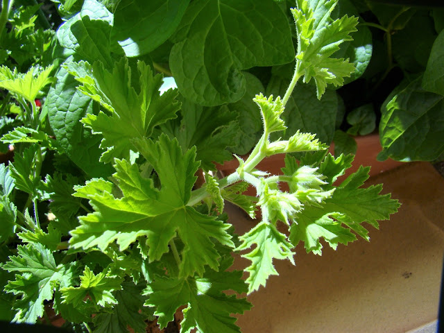 Geranio citronela (Pelargonium citronellum J. JA Van der Walt).