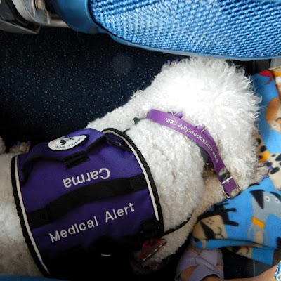 service dog on a plane- carma poodale