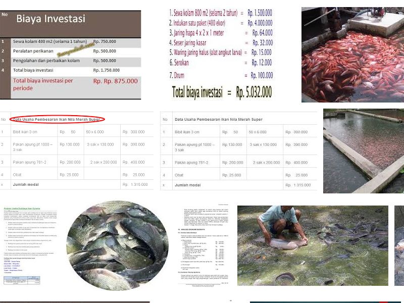 Analisis Usaha Budidaya Ikan Nila