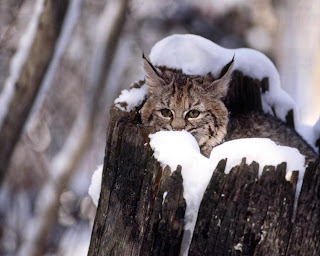 imagenes de felinos