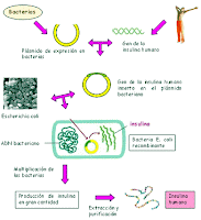 Resultado de imagen de Esquema de la obtenciÃ³n de la insulina humana: