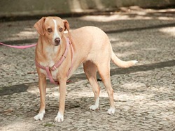Cãonhecendo 2 (19)