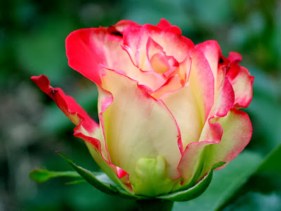 Beautiful red rose