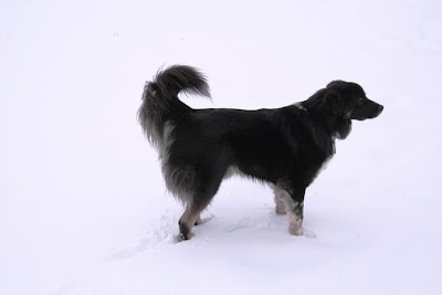 Zak making foot prints in the fresh snow