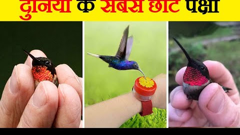 दुनिया के सबसे छोटा पक्षी | Smallest Birds In the World  In Hindi |