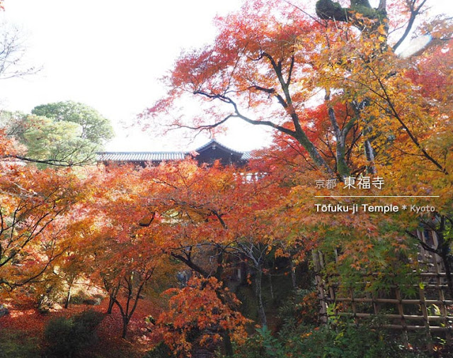 京都 東福寺の紅葉