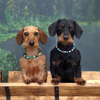 Picture Of A Dachshund: Wire Haired Miniature Dachshund