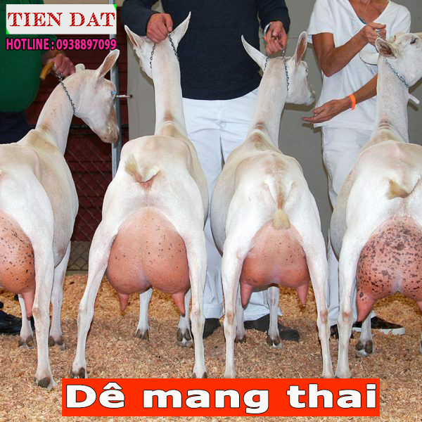 dê boer mang thai