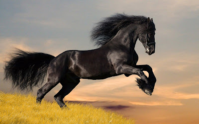 LATEST HORSE HD WALLPAPER FREE DOWNLOAD 05