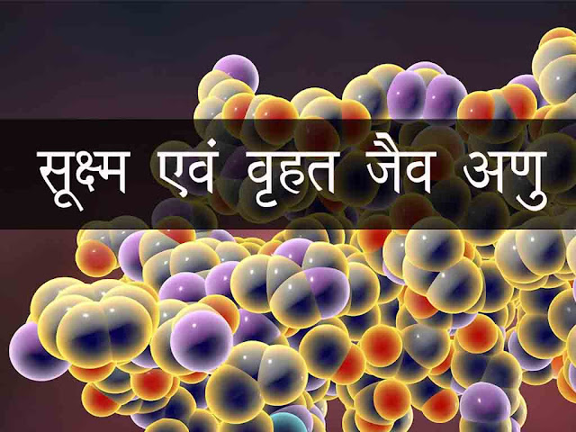 सूक्ष्मअणु वृहत् जैव अणु | Macro and micromolecules in Hindi