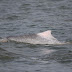 Indo-Pacific humpback dolphin (Chinese white dolphin) in Chinese waters