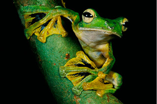 Green Pear Diaries, fotografía, vida salvaje, wildlife, fotoreportaje, photojournalism, Tim Laman