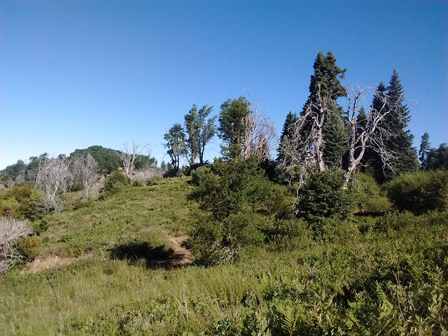 Silvercrest Trail looking at Boucher Lookout