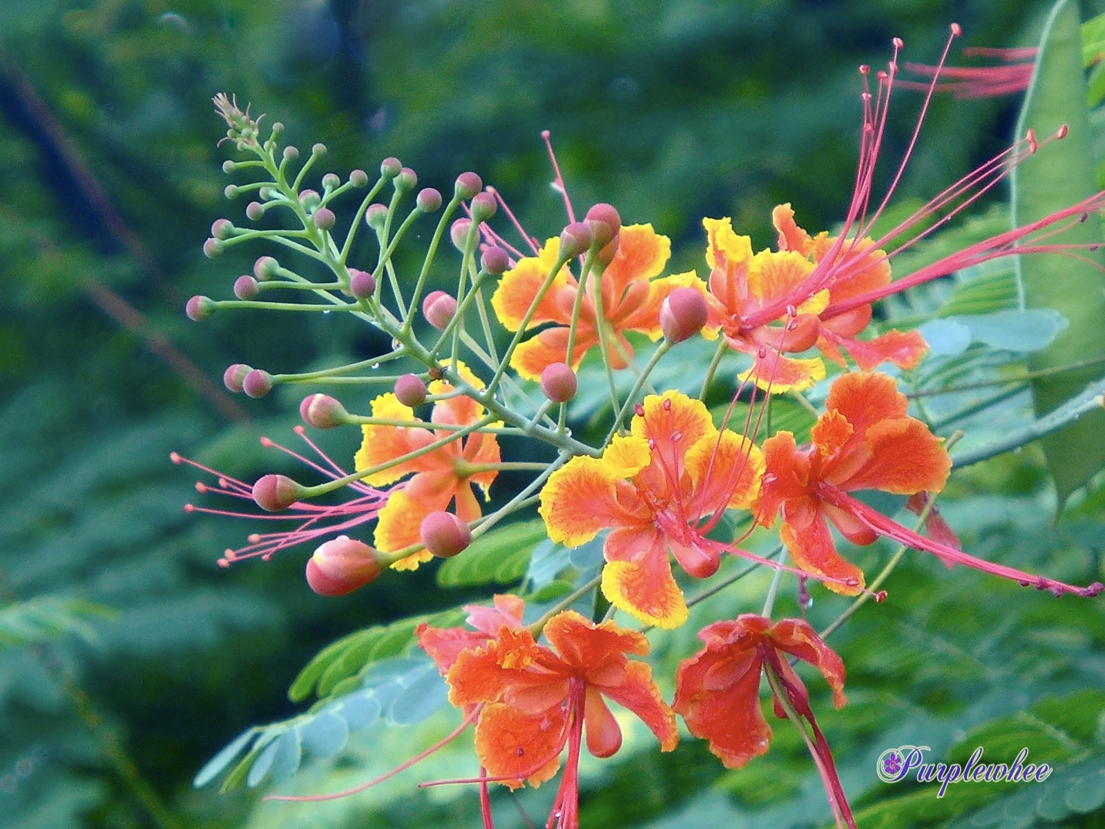 薇薇花园 金凤花