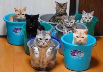 Foto gatos en baldes