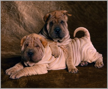 Shar_Pei_Puppies