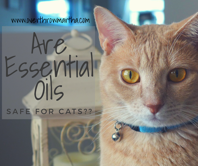 Are Essential Oils with Cats Safe? - Overthrow Martha