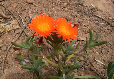 Lampranthus aureus