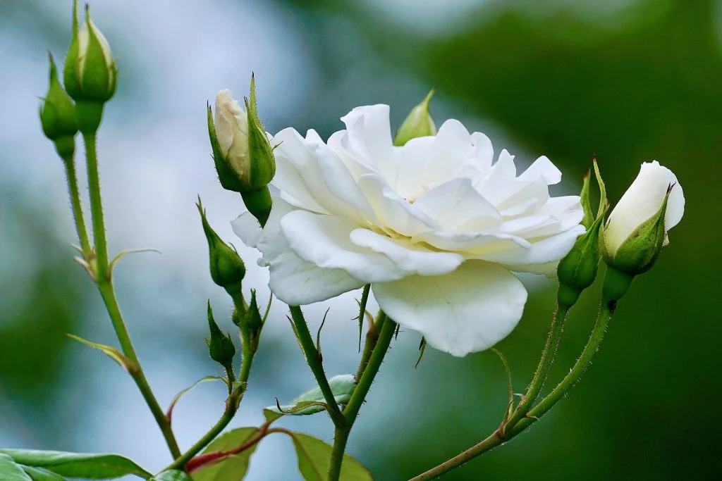 সাদা গোলাপ ফুলের ছবি - Pictures of white roses - গোলাপ ফুলের ছবি ডাউনলোড - বিভিন্ন রঙের গোলাপ ফুলের ছবি ডাউনলোড - rose flower - NeotericIT.com