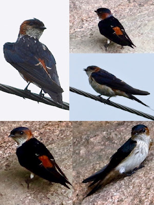 "Red-rumped Swallow - Cecropis daurica, a picture colllage."