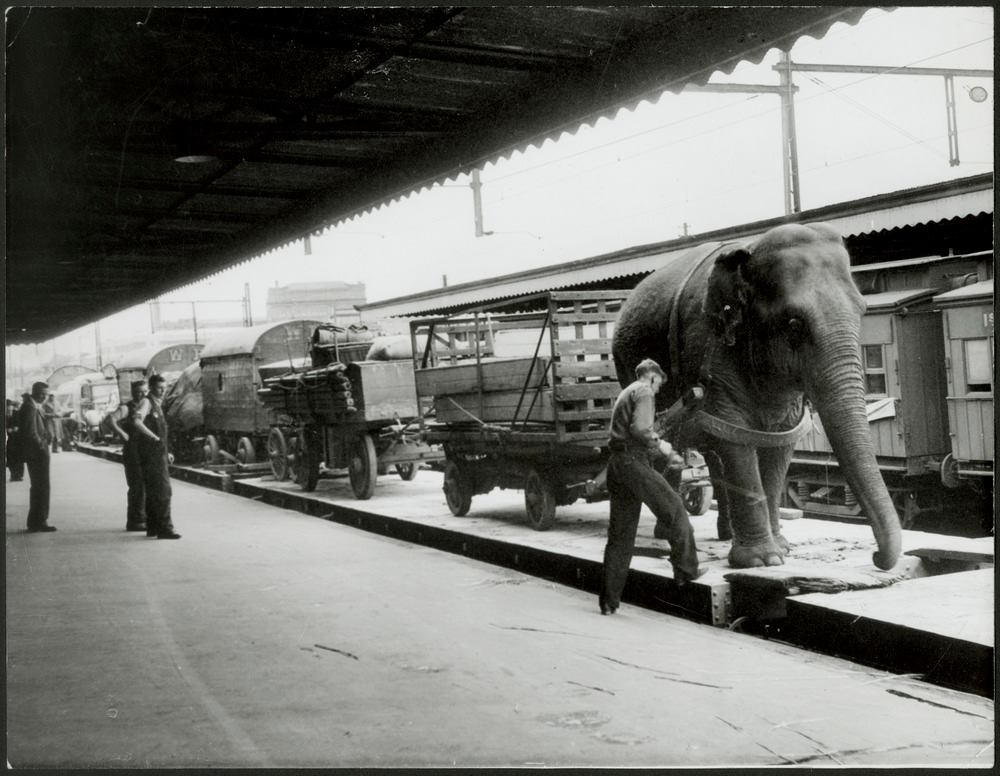 40 Unbelievable Historical Photos - Wirths Circus arrives at platform 9, Spencer St. station in Melbourne, Australia. Alice the 102 year old elephant helps unload the trains, 1948.