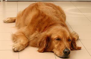 Golden Retriever Anxiety Problems