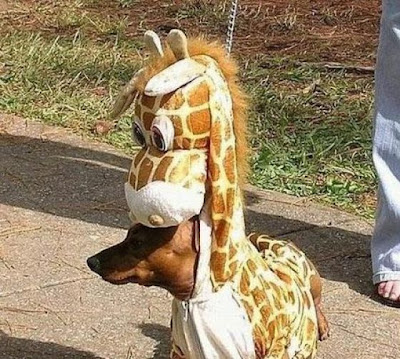 Crazy Halloween Costume for Dog Seen On www.coolpicturegallery.us