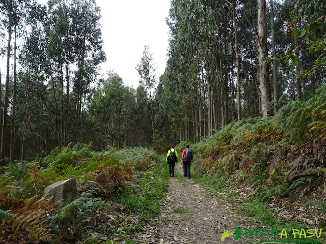 Ruta de los Misterios del Mar: Bosque de eucalipto