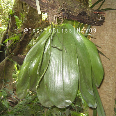 Phalaenopsis sumatrana at OrchidBliss