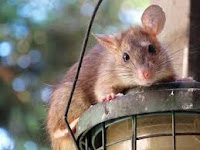 The image shows a brown rat sitting on a metal bird feeder. The rat has big ears, a long tail and a sharp snout. He looks straight into the camera. The feeder is empty except for a few seeds scattered on the bottom.