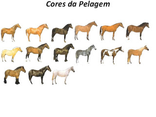 http://image.slidesharecdn.com/pedrocavalo-110607102638-phpapp01/95/os-cavalos-11-638.jpg?cb=1422626023