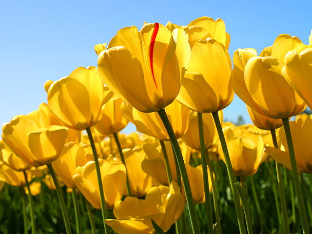 Tulips Flowers SEO By Sumon