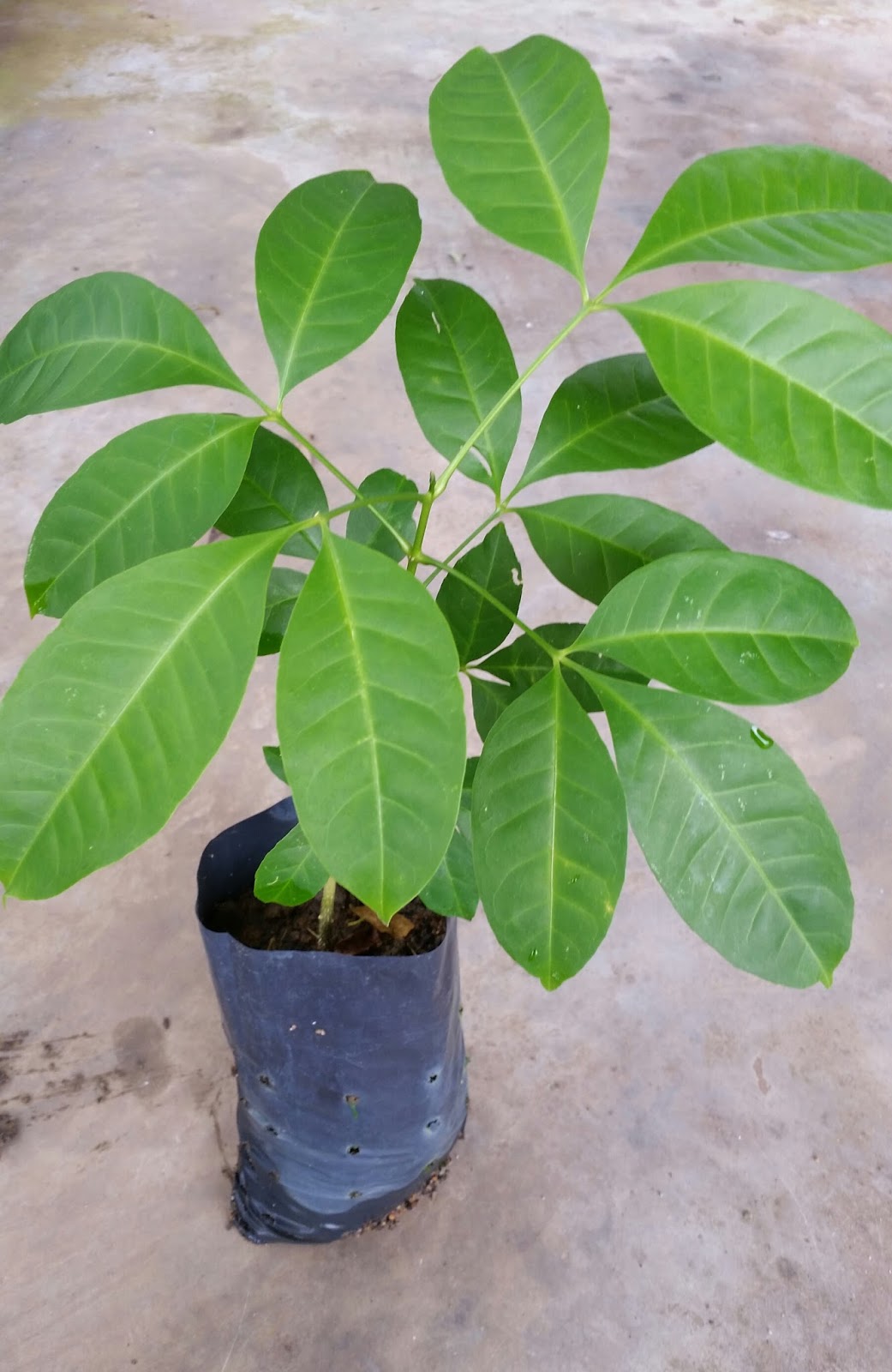 Warisan Petani Anak Benih Pokok 