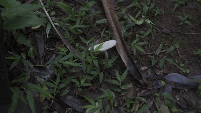 401高地菌菇-張離Jump 401高地菌菇-張離Jump