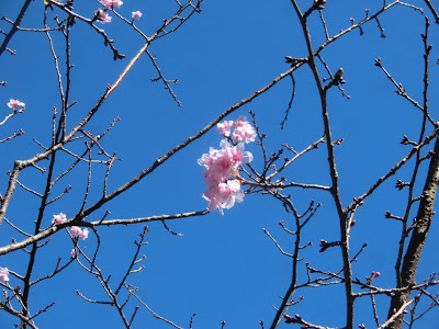  河津桜