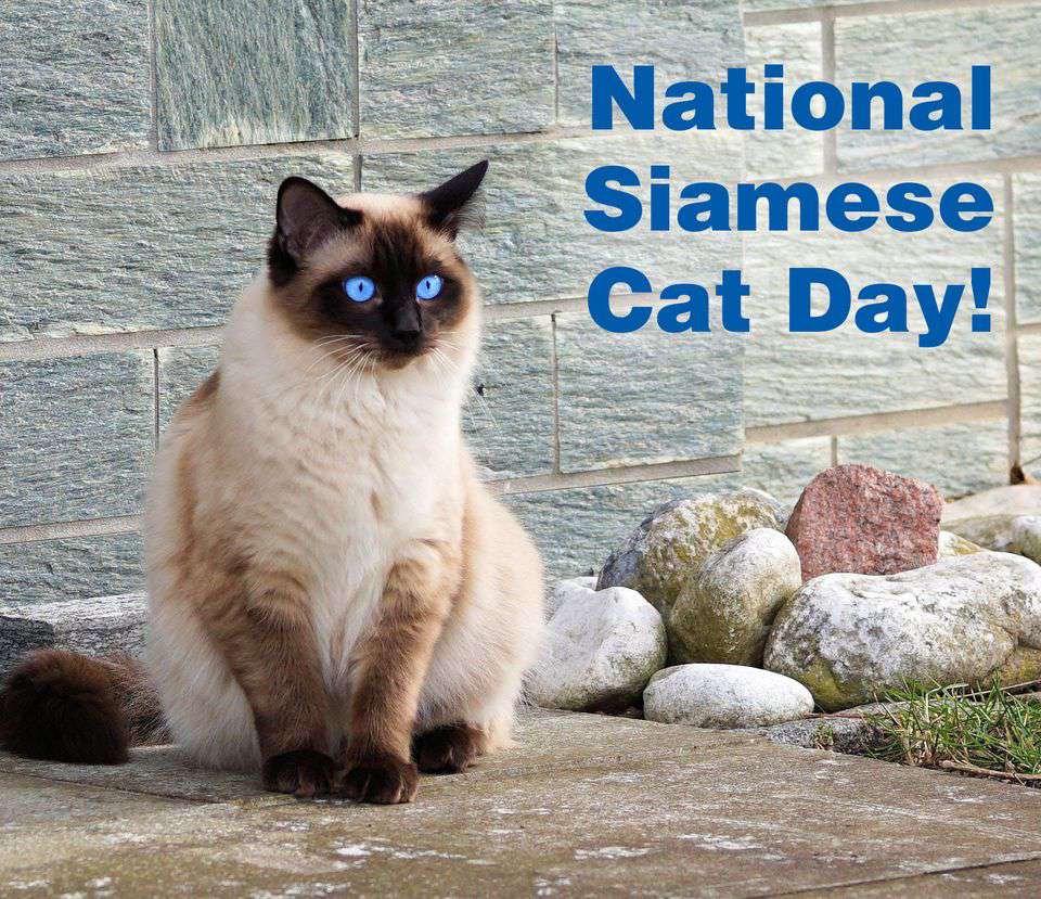 National Siamese Cat Day Wishes Unique Image