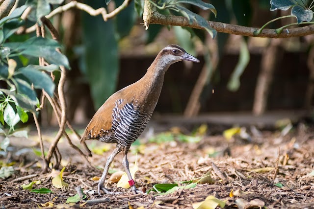 A outrora extinta ave Ko’ko’ da Ilha de Guam volta à natureza