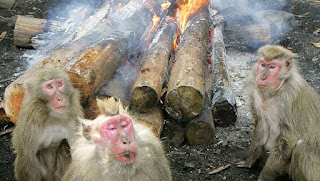 Des singes devant un feu de camp