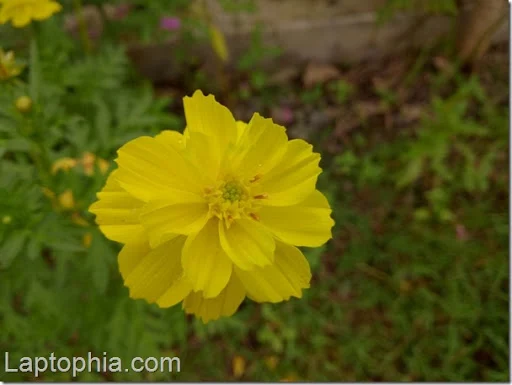 Hasil Foto Kamera Motorola Moto M XT1663