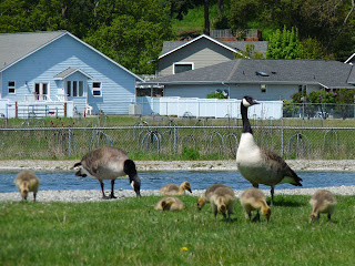 Everybody enjoys the wildlife in the Park during walks