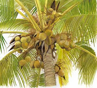 coconut_palm