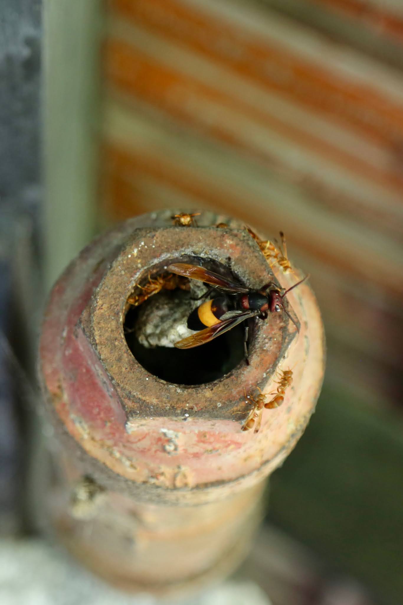 Greater Banded Hornet Raids a Paper Wasp Hive, high resolution free, Urban Wildlife Photography